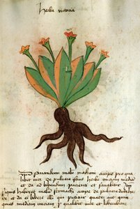 Ms 320 M Fol.34r Herba Victoria, aus 