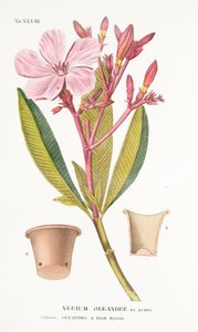 Nerium Oleander el Bubro, Tafel XLVIII, aus LAntotrofia Ossia La Coltivazione DeFiori von Antonio Piccioli, 1834