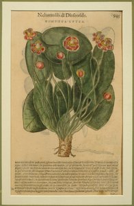 Nimphea Lutea, eine botanische Tafel aus den Discorsi von Pietro Andrea Mattioli, veröffentlicht in Venedig, 1570 von Italian School