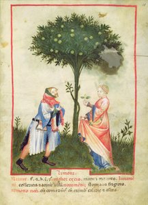 Nouv Acq Lat 1673 fol.18 Ernte von Zitronen, aus Tacuinum Sanitatis, ca. 1390-1400