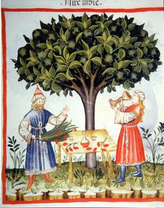 Nova 2644 fol.14r Muskatnuss sammeln, aus Tacuinum Sanitatis