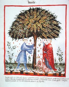 Nova 2644 fol.15v Jujuben sammeln, aus Tacuinum Sanitatis Codex Vindobonensis von Italian School