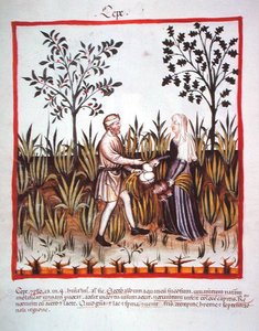 Nova 2644 fol.25v Zwiebeln ernten, aus Tacuinum Sanitatis Codex Vindobonensis von Italian School