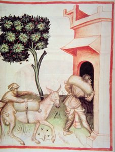 Nova 2644 fol.91v Olivenöl: Transport der Oliven, aus Tacuinum Sanitatis