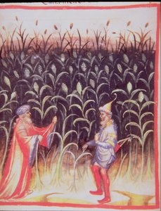 Nova 2644 fol.92v Der Anbau von Zuckerrohr, aus Tacuinum Sanitatis von Italian School