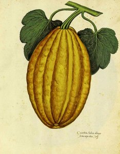 Langer Kürbis von Ulisse Aldrovandi