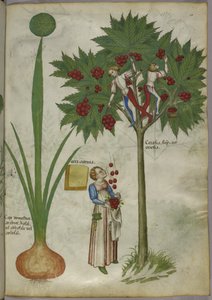Zwiebel und Kirschbaum, ca. 1440 von Italian School