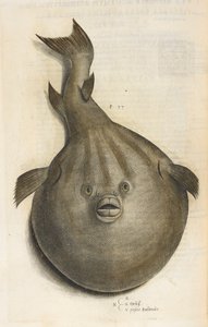 Orbis. Pesci Palombo, Illustration aus 