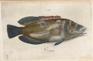 Papagallo (Nematistius pectorialis), Illustration aus 