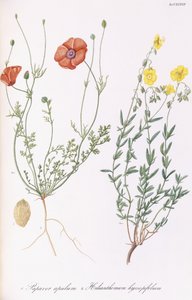 Papaver apulum und Helianthemum hyssopifolium, 1811-1838
