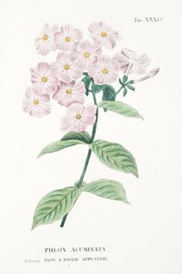 Phlox Acuminata, Tafel XXXIV, aus "L