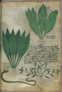 Pflanzen mit großen breiten Blättern. Eine Schlange, um 1440 von Italian School