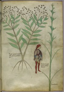 Sloane 4016 f.54 Mann uriniert in einen Topf, aus 