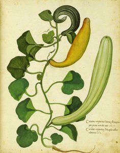 Schlangenkürbis von Ulisse Aldrovandi