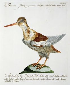 Schnepfe von Italian School