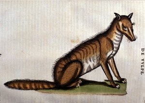 Der Fuchs, Illustration aus Historia Animalium von Conrad Gesner, 1560