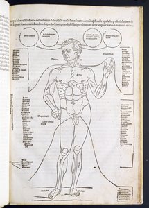 Die männliche Anatomie, aus Fasciculus Medicinae von Johannes de Ketham, 15.-16. Jahrhundert