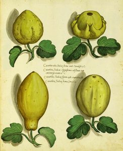 Sorten von Erbstück-Kürbis von Ulisse Aldrovandi
