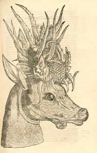 Illustration von Capreolus Polyceros aus Aldrovandis Geschichte der Monster, 1642 von Italian School