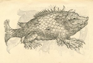 Illustration von Monstrosus Sur marinus aus Aldrovandis Geschichte der Monster, 1642
