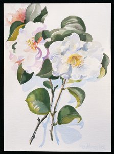 Kamelie, 1998