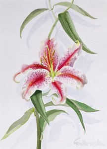 Lilie, 1998 von Izabella Godlewska de Aranda