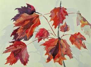 Nr. 24 Herbst-Ahornblätter