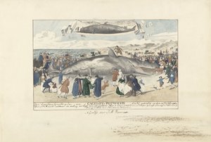 Pottwal gestrandet bei Egmond aan Zee, 1764