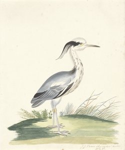 Blaureiher
