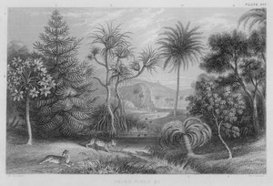 Palmen, Kiefern usw. (farbiger Stich) von J. (after) Stewart