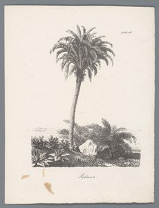 Palme von J. Bernard