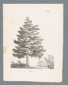 Silbertanne