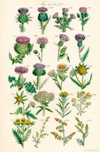 Seite mit Farbabbildungen aus British Wild Flowers nach einem Werk von J. E. Sowerby und C. P. Johnson