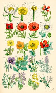 Seite mit Farbabbildungen aus British Wild Flowers nach einem Werk von J. E. Sowerby und C. P. Johnson