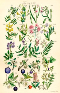 Seite mit Farbabbildungen aus British Wild Flowers nach einem Werk von J. E. Sowerby und C. P. Johnson