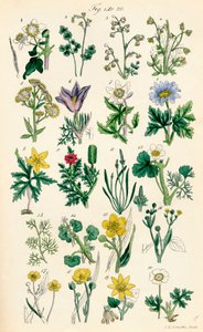Seite mit Farbabbildungen aus British Wild Flowers nach einem Werk von J. E. Sowerby und C. P. Johnson