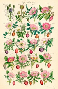 Seite mit Farbabbildungen aus British Wild Flowers nach einem Werk von J. E. Sowerby und C. P. Johnson von J. E. and Johnson C. P.  Sowerby