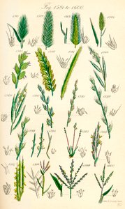 Seite mit Farbabbildungen aus British Wild Flowers nach einem Werk von J. E. Sowerby und C. P. Johnson