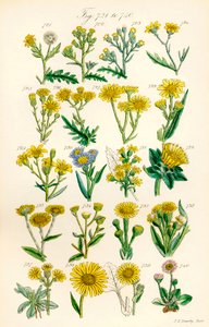 Seite mit Farbabbildungen aus British Wild Flowers nach einem Werk von J. E. Sowerby und C. P. Johnson