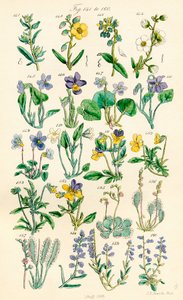 Seite mit Farbabbildungen aus British Wild Flowers nach einem Werk von J. E. Sowerby und C. P. Johnson