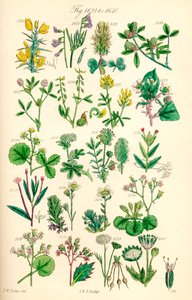 Seite mit Farbabbildungen aus British Wild Flowers nach einem Werk von J. E. Sowerby und C. P. Johnson