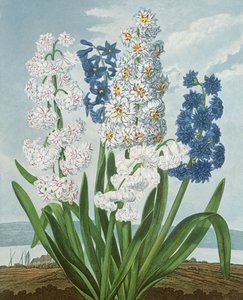 Hyazinthen, graviert von Warner, aus 
