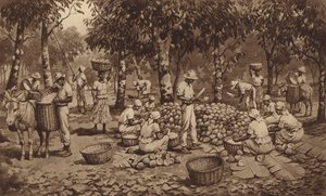 Kakaoschoten brechen in Trinidad