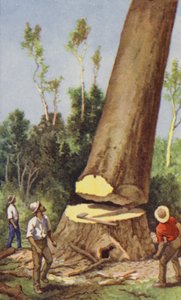Fällen einer Kaurikiefer von J. Macfarlane