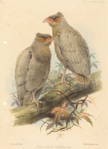 Polyborus Tharus, Var. von J. Smit