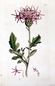 Große Flockenblume, aus einem Band von 