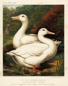 Aylesbury Enten