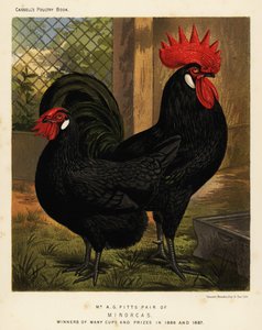 Minorca-Hühner, Hahn und Henne, Gallus gallus domesticus