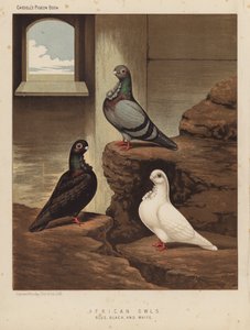 Tauben: Afrikanische Eulen, Blau, Schwarz und Weiß von J. W. (after) Ludlow