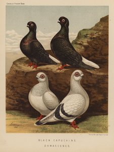 Tauben: Schwarze Kapuziner; Damascener von J. W. (after) Ludlow